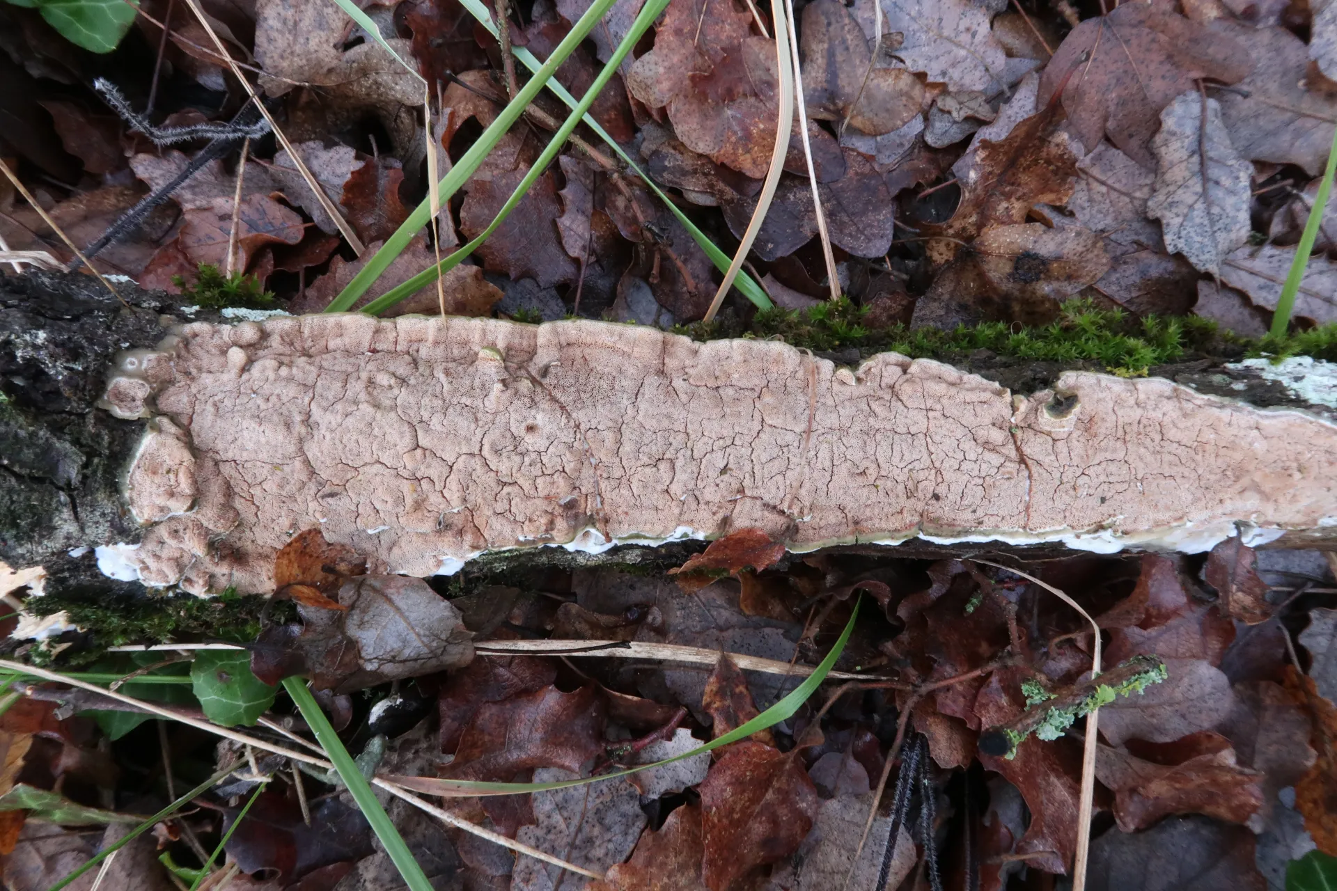 Skeletocutis amorpha - 1